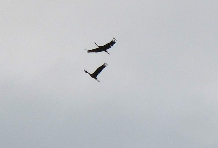 Grandi uccelli in volo: Gru.